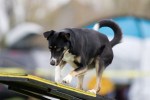 dog agility
