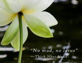 no-mud-no-lotus