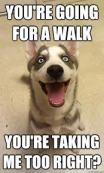 dogs take us for walks