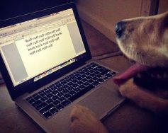 A dog's version of The Shining