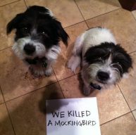 Get it? Thank your anterior superior temporal gyrus