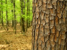 Do you see the forest or the tree?