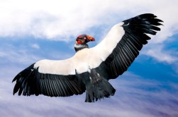 39205105 - (sarcoramphus papa) king vulture in flight